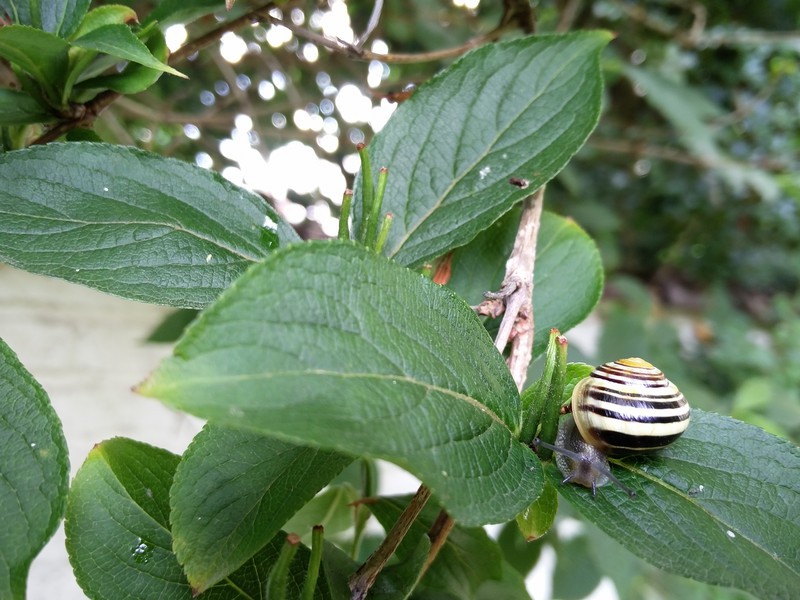 Oneplus 2 First Impressions Plpeeters